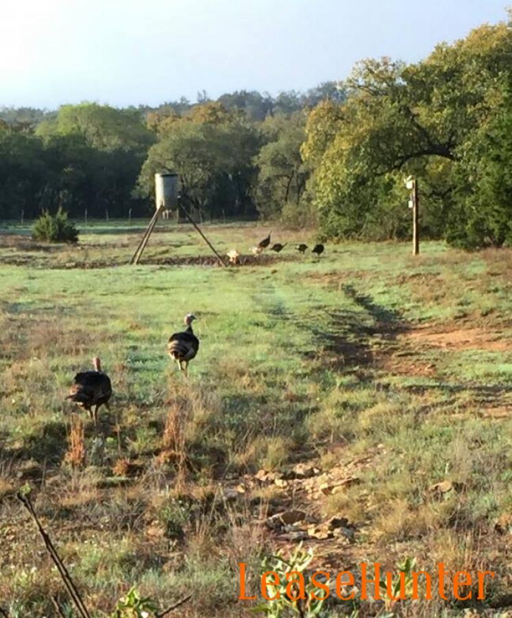 Gobbles In The Field