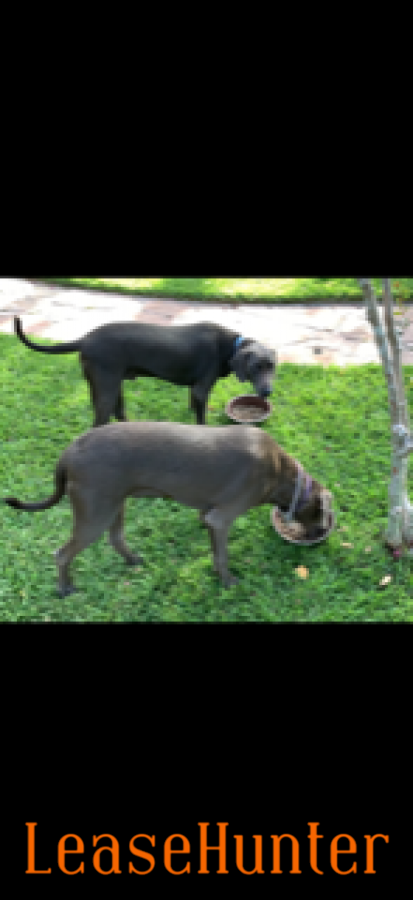 Trained Blue Lacy dogs.