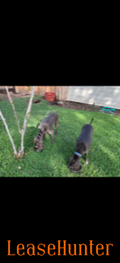 Blue Lacy dogs available