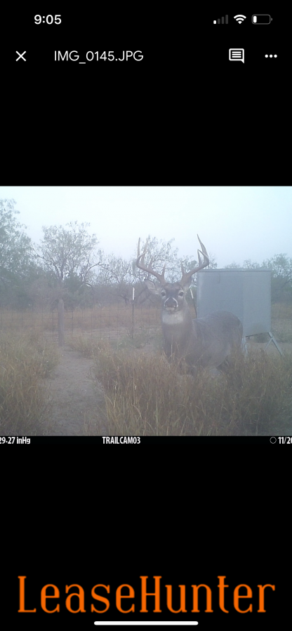 whitetail