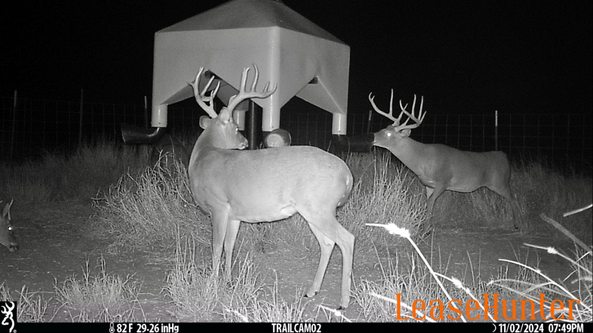 Bucks