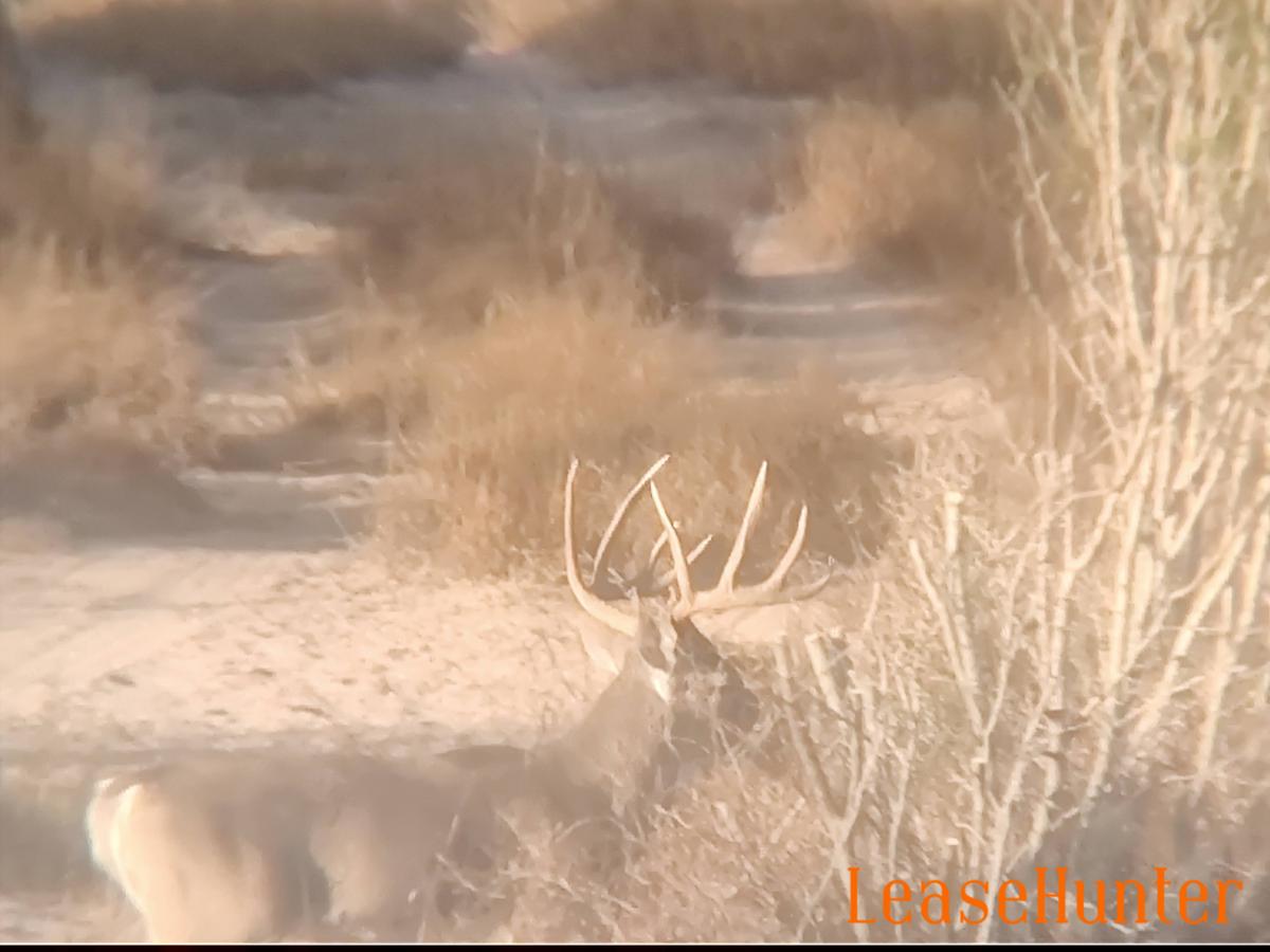 Buck