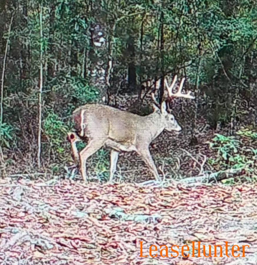 Buck 3
