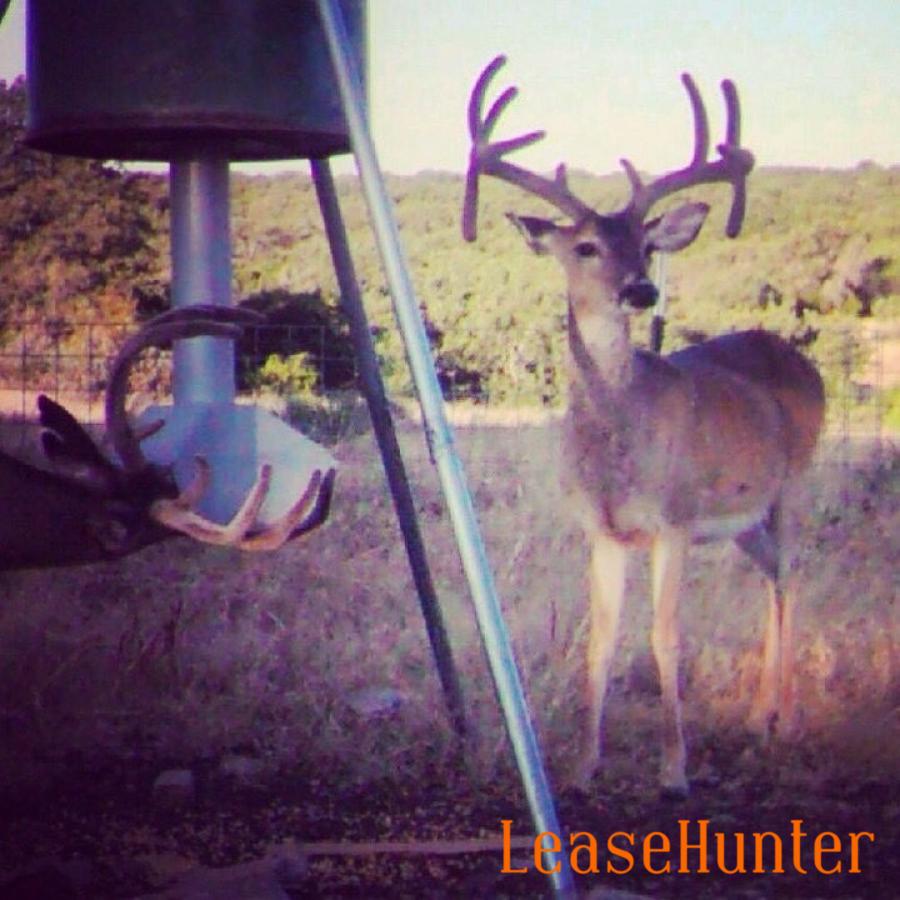 Low Fence Hill Country Whitetails