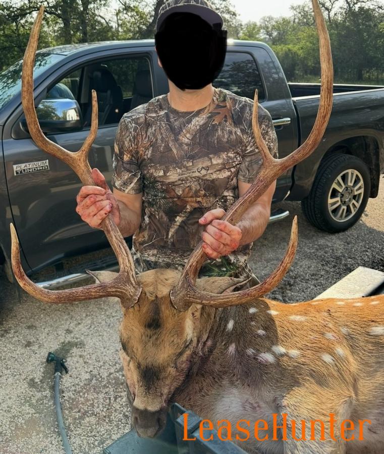 Axis buck on Oehler Ranch