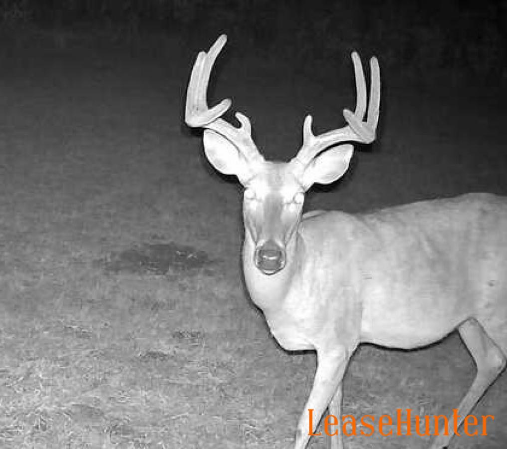 Whitetail buck