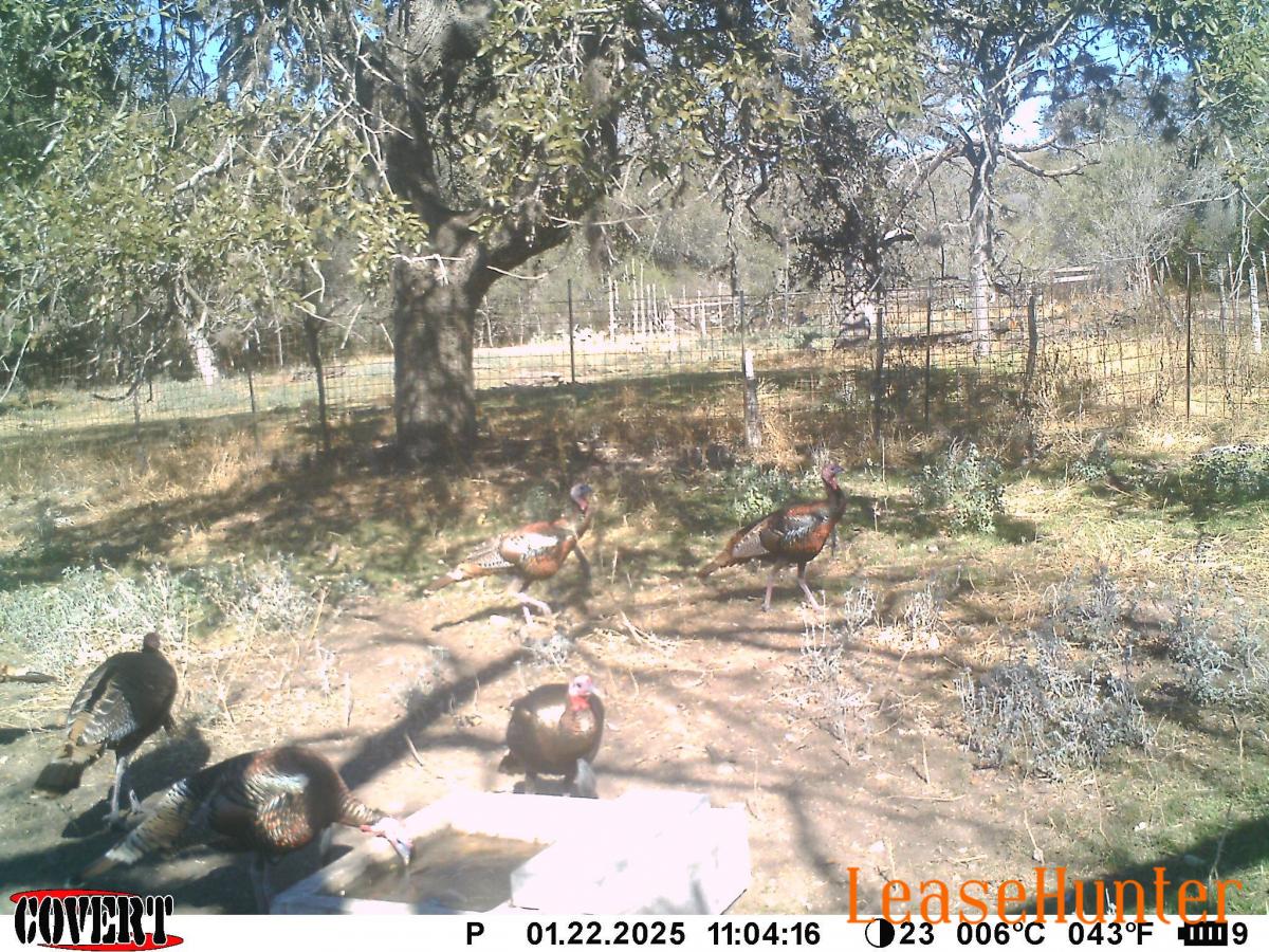 turkey hunts