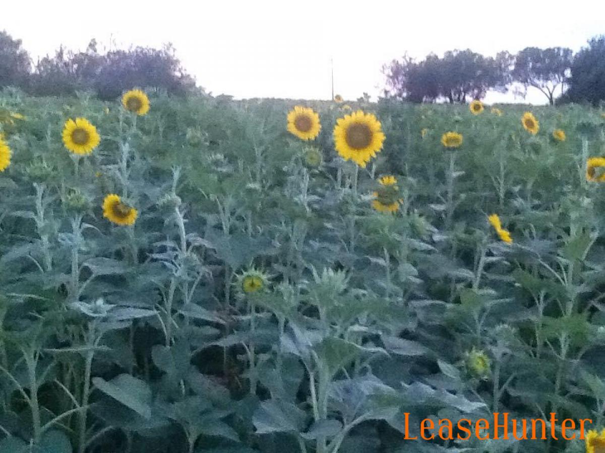 Sunflowers 