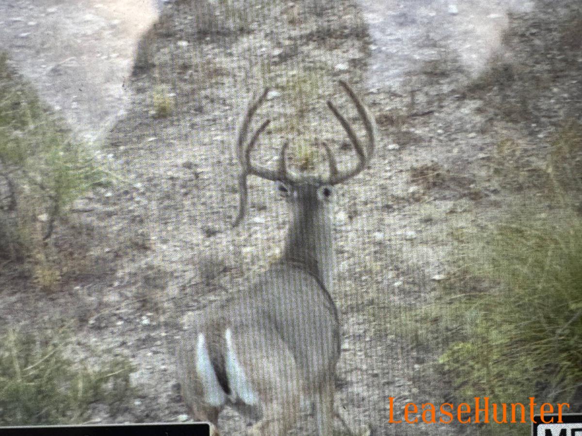 deer from 2025 survey