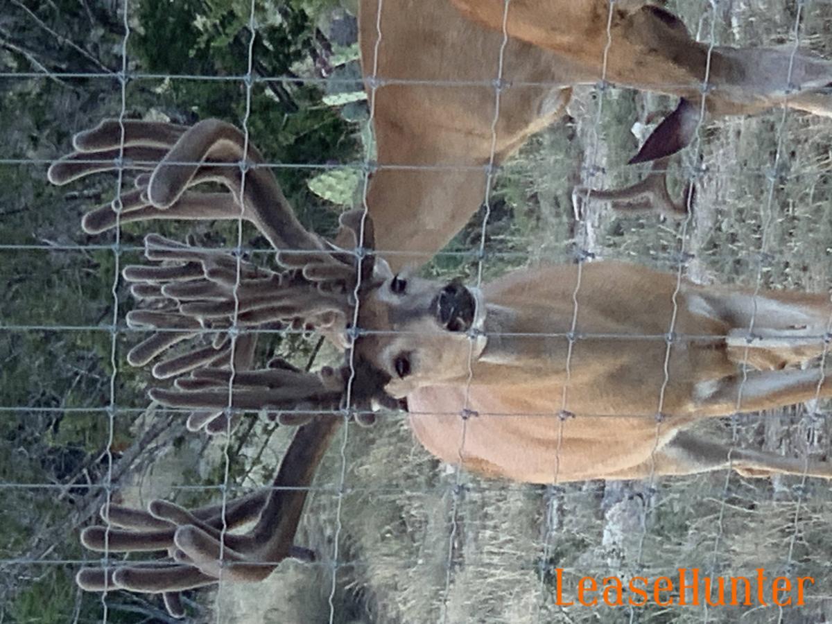 5 1/2 year old breeder