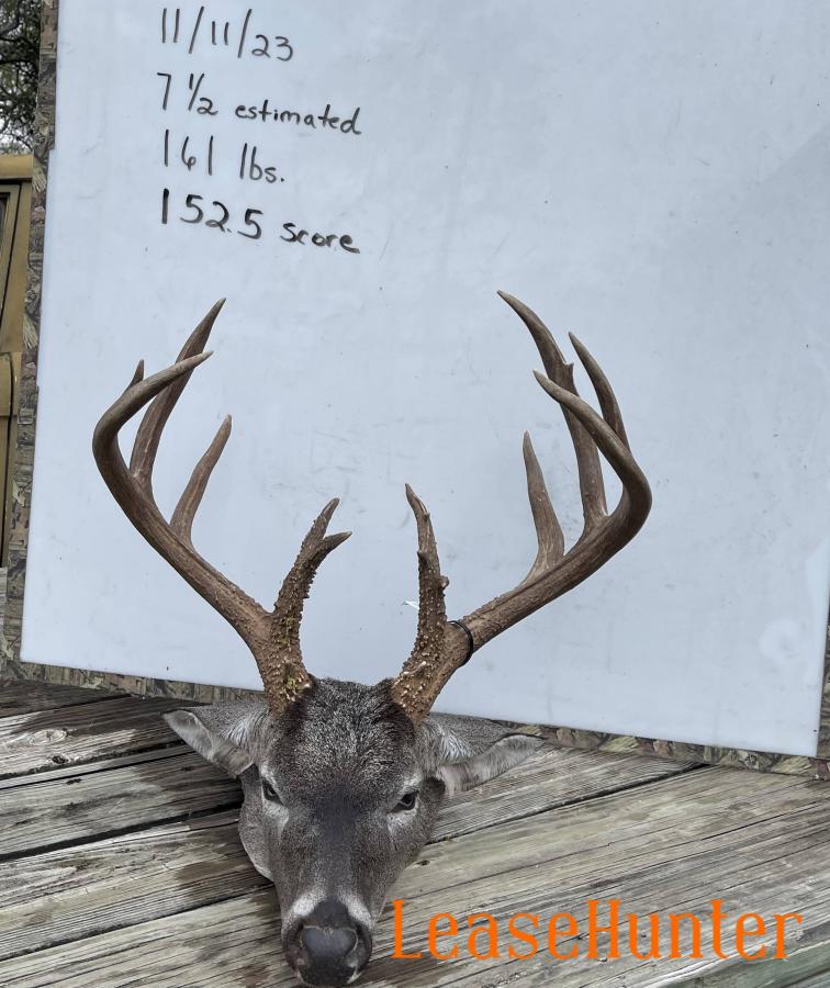 12+ points whitetail deer