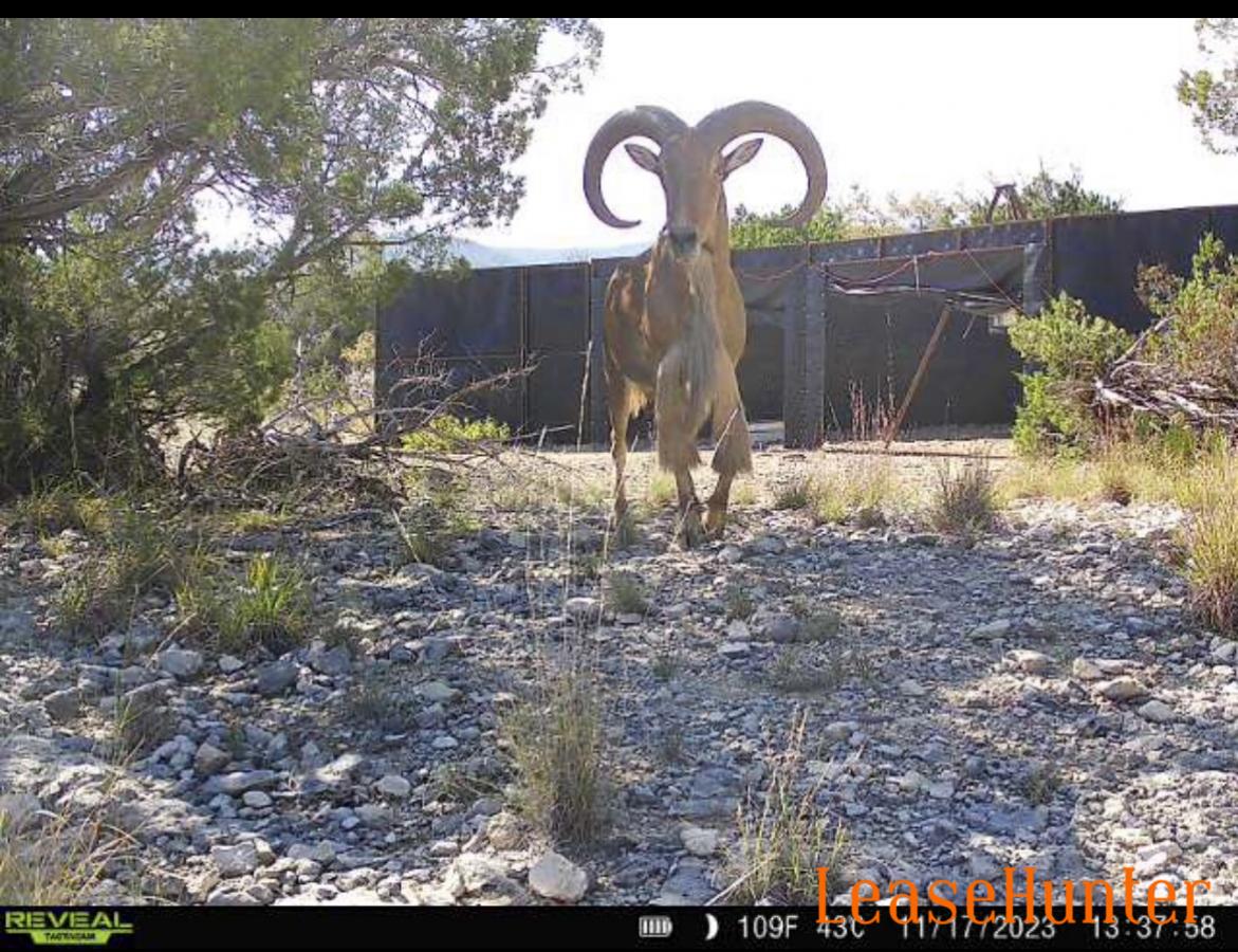 large horned aoudad sheep
