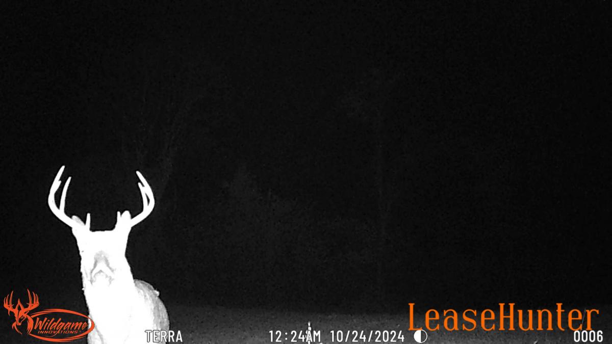 Big Buck on game camera 