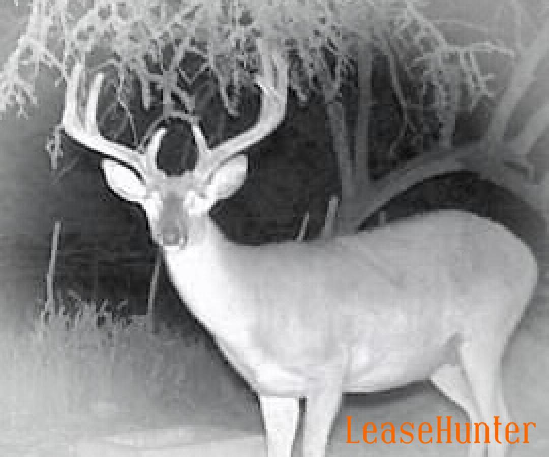 Management Archery and Rifle Buck Hunts