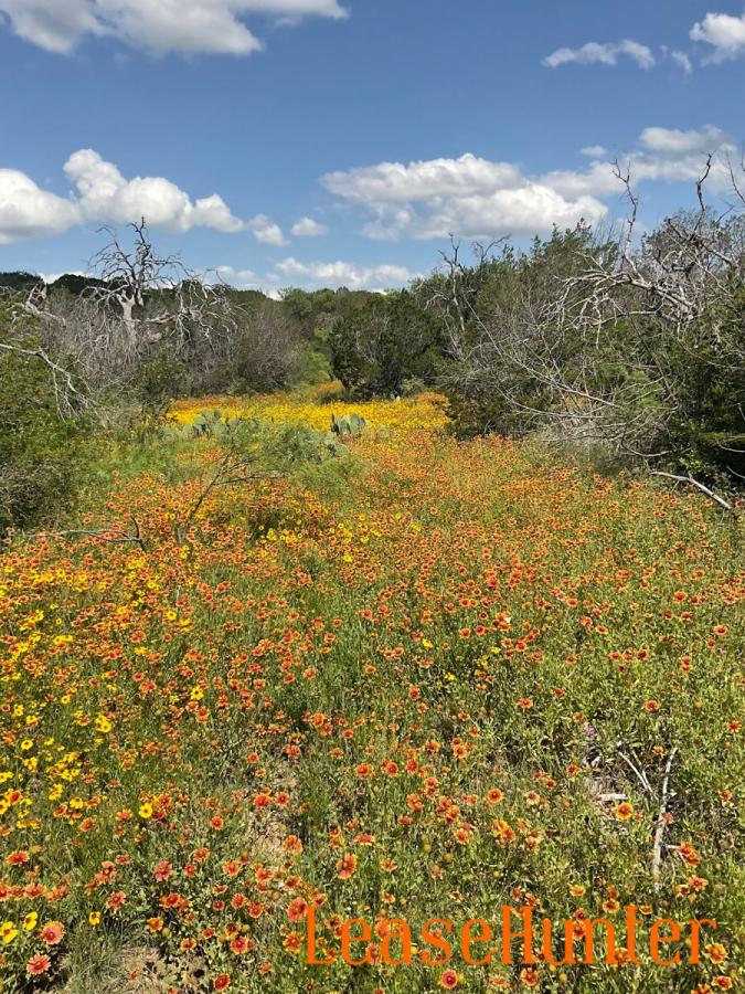 Wildflowers on pasture